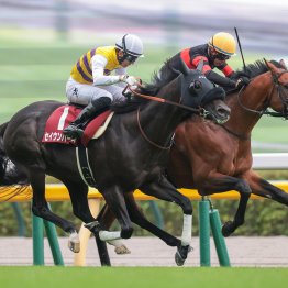 日本馬が凱旋門賞を勝ち切るのに足りない欧州由来の血
