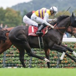 【毎日王冠】セイウンハーデス得意舞台でＧⅡ制覇