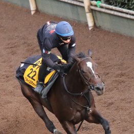 【アイルランドトロフィー】調教マル得チェック①