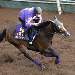 【アイルランドトロフィー】調教マル得チェック①