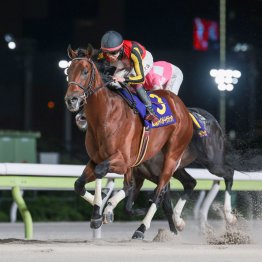【ジャパンダートクラシック】超ハイペースのズブズブで後方にいたシルバーレシオ直線一気