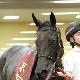 【アイルランドＴ】ラヴァンダ重賞３勝目へ