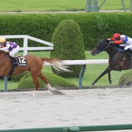 【市川の土曜競馬コラム・御陵Ｓ】
