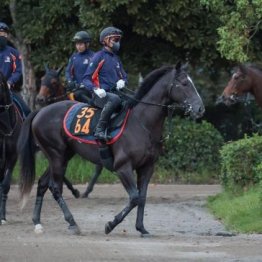 【新居の土曜競馬コラム・サウジアラビアロイヤルＣ】