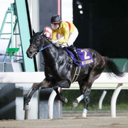 2019年東京盃覇者　コパノキッキング　