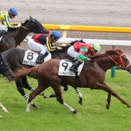 【飯島の日曜競馬コラム・東京８Ｒ】