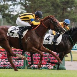 【新居の日曜競馬コラム・鷹巣山特別】