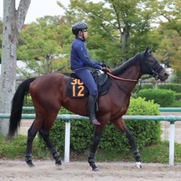 【日曜東京５Ｒ・２歳新馬】アインザッツ　牡・宮田敬介厩舎