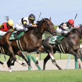 【市川の月曜競馬コラム・スワンＳ】