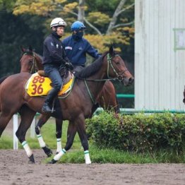 【新居の月曜競馬コラム・スワンＳ】