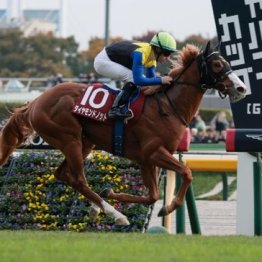 【大谷の月曜競馬コラム・スワンＳ】