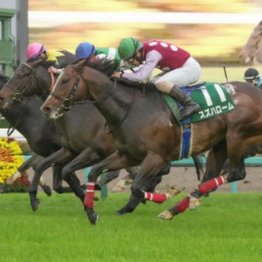 【橘の月曜競馬コラム・スワンＳ】