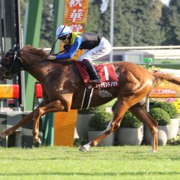 オークス馬カムニャックＶ　今年も中距離型が強かったアイルランドＴ