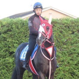 【東京ハイジャンプ】エコロ１強に一石投じられるか。坂路で乗り込みを増やしたホウオウプロサンゲ