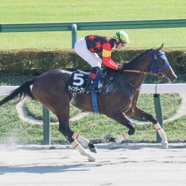 ３日間競馬に数字からの注目馬が多数出走