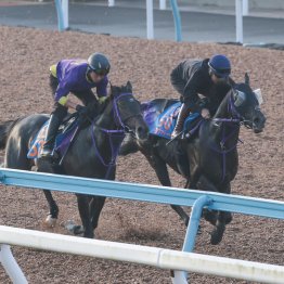 【富士Ｓ】いよいよブレークの予感　トロヴァトーレ勝って大舞台へ