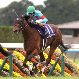 【秋華賞】データ作戦　ローズＳ１強時代から近年は別路線組が優勢