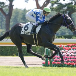 【新谷の土曜競馬コラム・アイビーＳ】