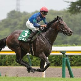 【新居の土曜競馬コラム・富士Ｓ】