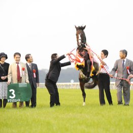 2009年富士Ｓ覇者アブソリュート