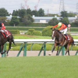 【大谷の日曜競馬コラム・秋華賞】
