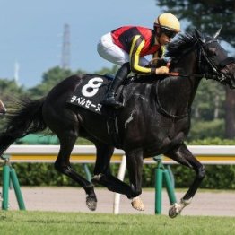 【武田の日曜競馬コラム・秋華賞】