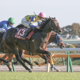 母が豪州血統のモンローウォークはＧⅠの速い流れにも難なく対応