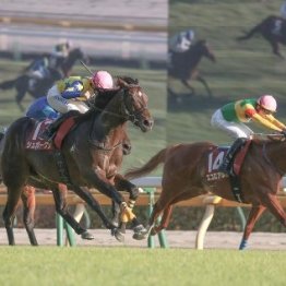 超激流でも馬券圏内に残った２頭に注目