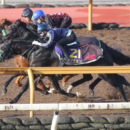 【菊花賞】１週前追い切り後に松山が話したロブチェン 「プレッシャーはあって当たり前だと」