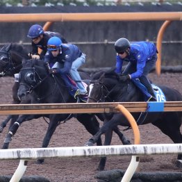 【菊花賞】調教マル得チェック②