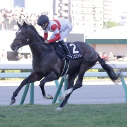 【菊花賞】人気２頭の強みと弱みを徹底分析