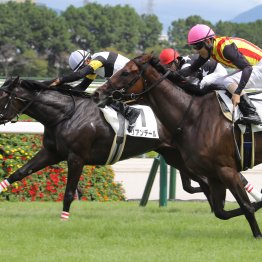 【新谷の土曜競馬コラム・アルテミスＳ】