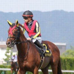 【市川の土曜競馬コラム・カシオペアＳ】