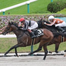 【木津の土曜競馬コラム・日本農業新聞杯】