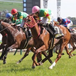 【橘の土曜競馬コラム・カシオペアＳ】