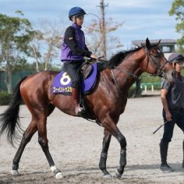 【新居の日曜競馬コラム・菊花賞】