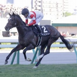 【大谷の日曜競馬コラム・菊花賞】