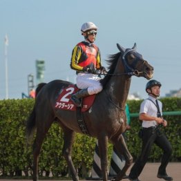 【武田の日曜競馬コラム・菊花賞】