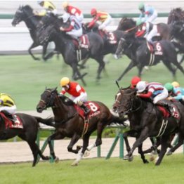 【橘の日曜競馬コラム・菊花賞】