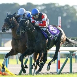 【止まり木ブルース・菊花賞】