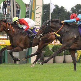 【菊花賞】ロブチェン敗れる　武豊ゴーイントゥスカイがラスト１冠を制す