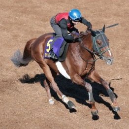 【天皇賞・秋】調教マル得チェック①