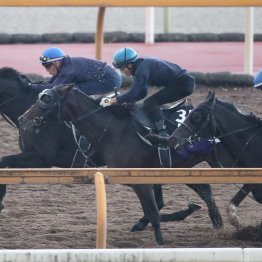 【天皇賞・秋】クロワデュノール新コンビＣ・デムーロでゴールまでビッシリ