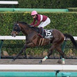 【飯島の土曜競馬コラム・ペルセウスＳ】