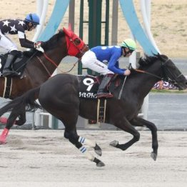 【新居の土曜競馬コラム・ハロウィンＳ】