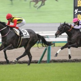 【武田の土曜競馬コラム・ファンタジーＳ】