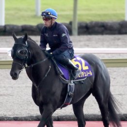 【天皇賞】出走全馬の特選情報